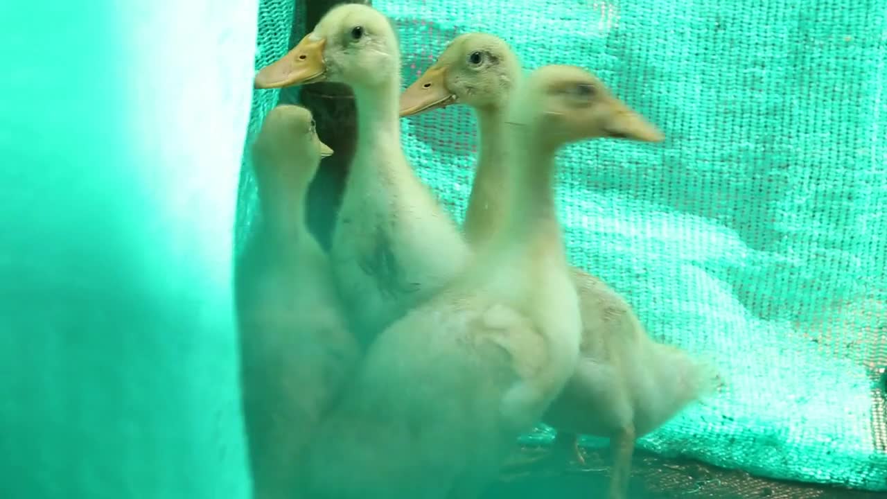 Four ducks under a green plastic curtain