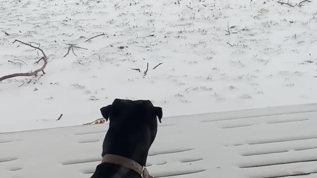 Adorable pajama-clad doggo romps through year’s first big snow while pittie sister hides on porch