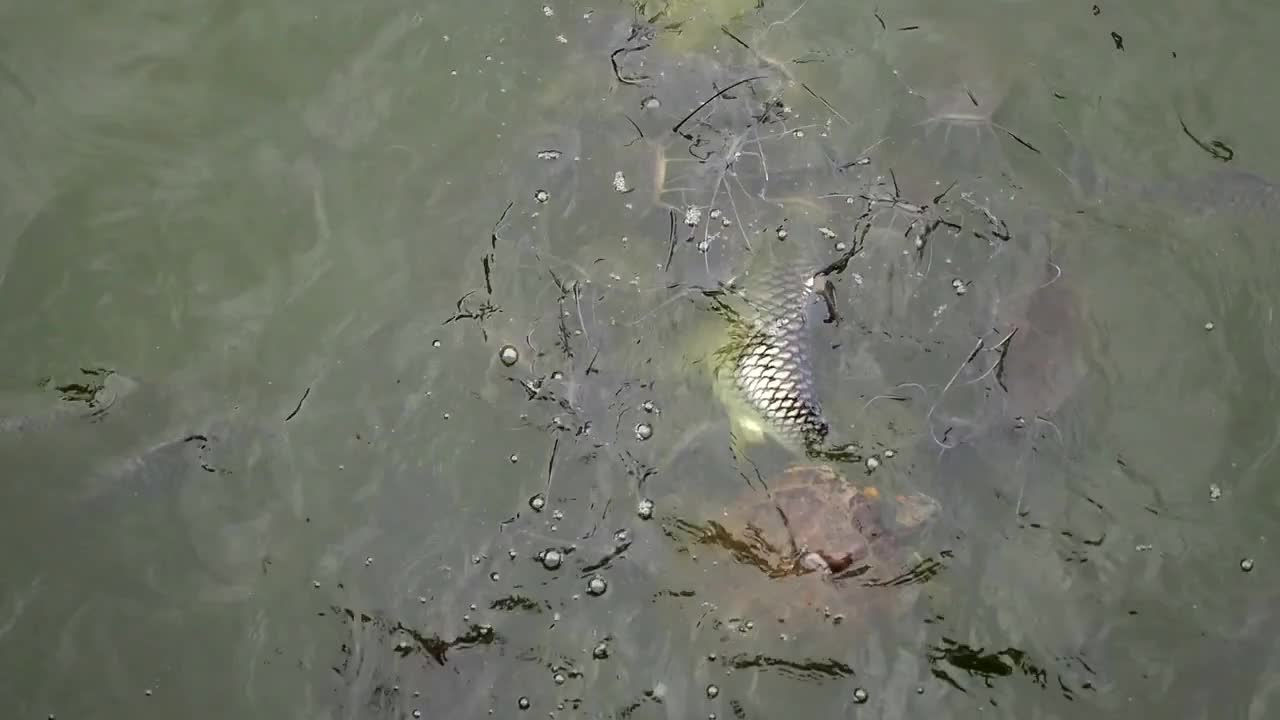 Catfish and Turtle Feeding in Pond. Speed up