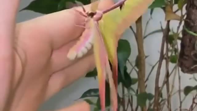I've never seen something so beautiful butterfly