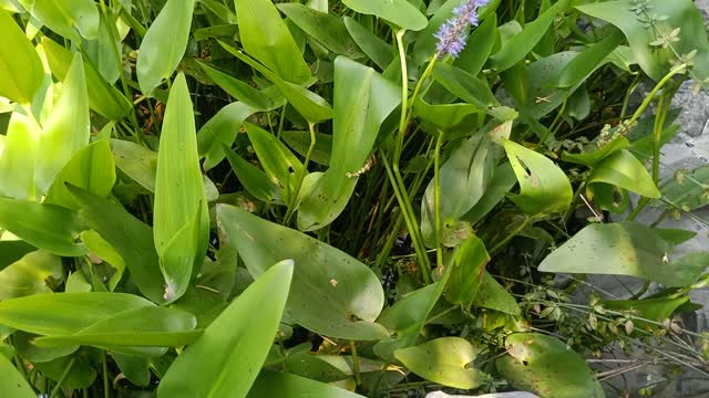 This flower is full of ants