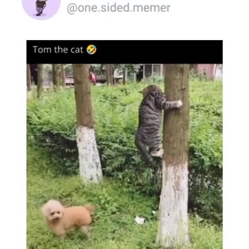 Tom the cat 😺 😂 in real life