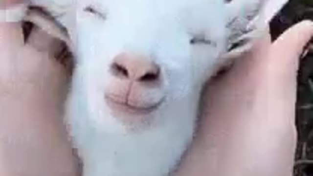 Cute goat 🐐 😍