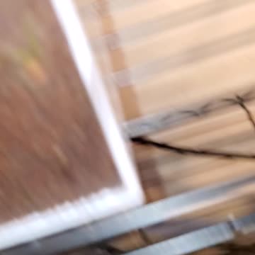 Scorpion chowing down