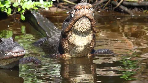 Bellowing Alligator