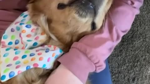 Golden Retriever adorably falls asleep in owner's lap