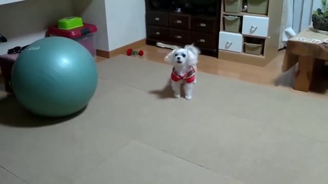 Top 3 Dog Barking video