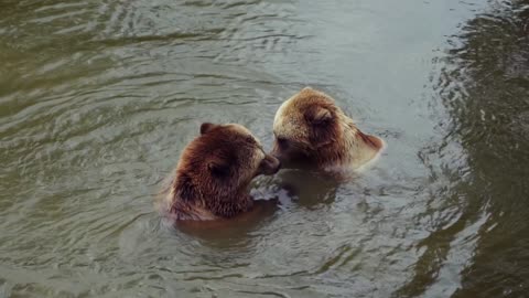 Panda couple