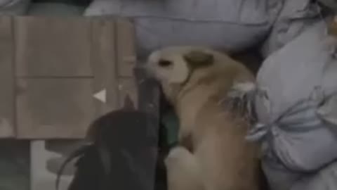 Chicken Vs. Dog Fight - Hilarious Funny