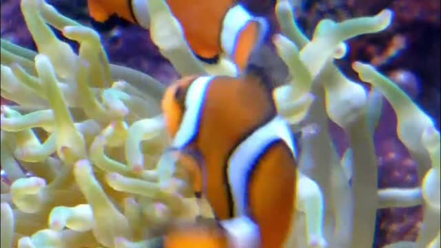 Clownfishes