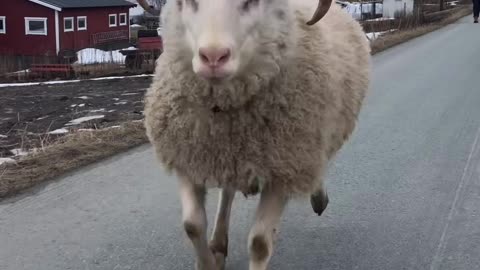 happy sheep