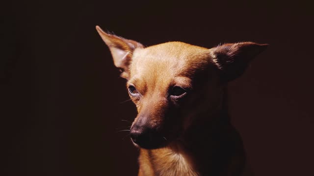 Funny funny- dog ...
