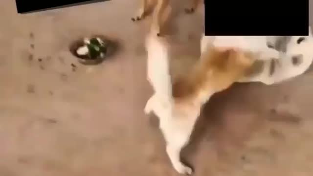 Funny dogs showing how the political society exists.