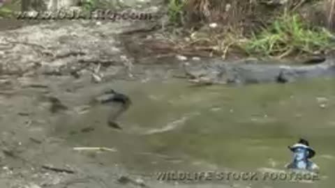 Python vs crocodile