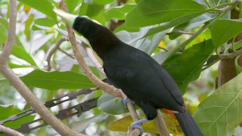 toucan-tree-wild-jungle-tropical