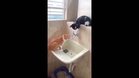 Cat helping the other to drink water