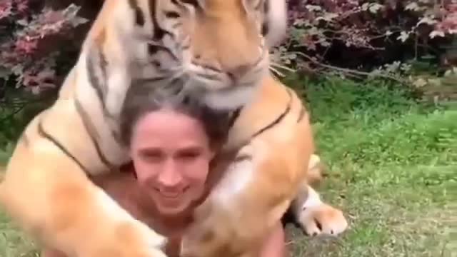 Tiger loves his caretaker and hug him tightly