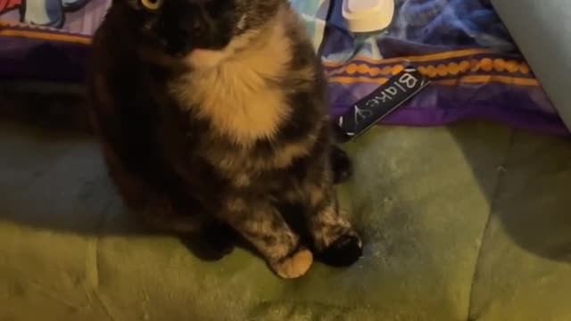 Happy Mew😺