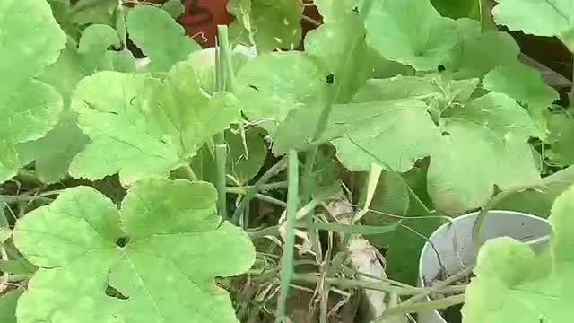 A small loofah grows