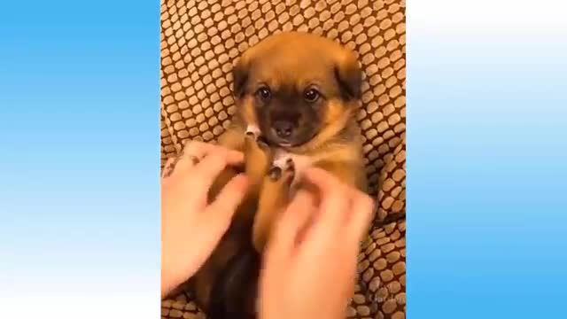 Top funny cat videos of the weekly - Try not to Laugh