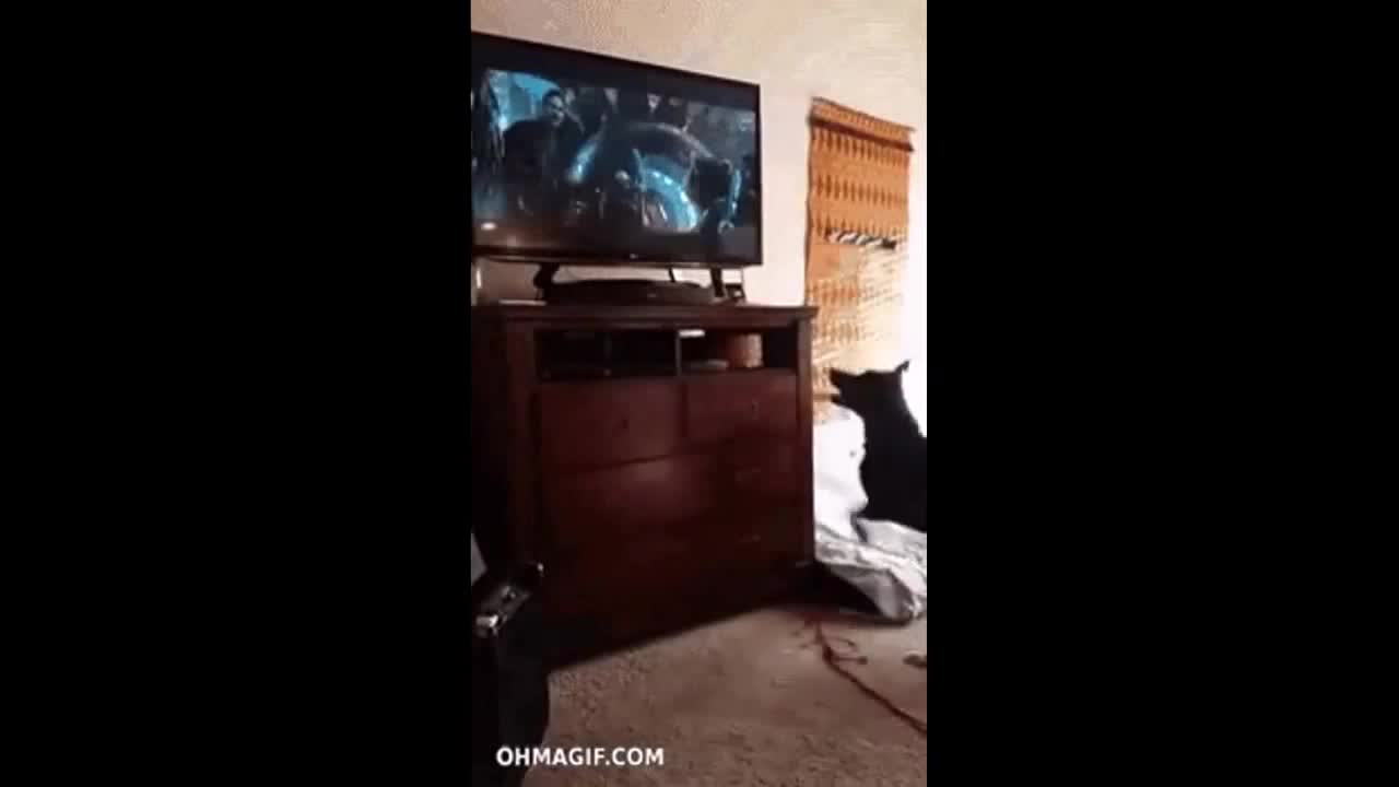 Dog is watching tv