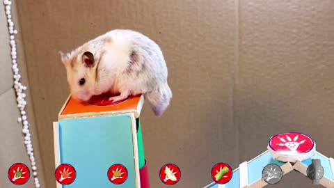 Cute Hamster Challenge with Food 🐹3 [Obstacle Course]