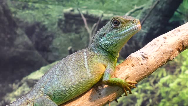 Chinese water dragon resting.