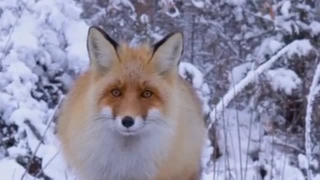 This is a very beautiful Fox. The coat was red as if it had been painted