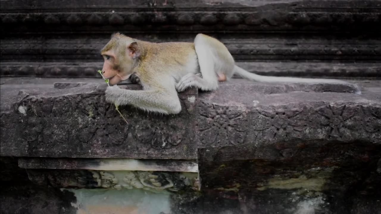 Monkey Videos Funny and Cute Monkey Video Compilation