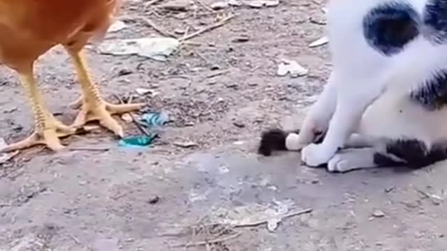 funny cat and Cock fight