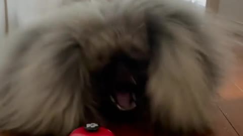 🔥Funniest Dogs will make you laugh all day long | Instagram Reels and Tiktok Videos | Desi animals 🔥
