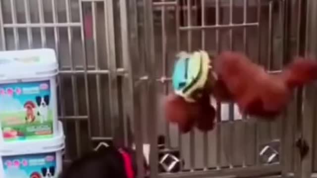 a family of cute puppy