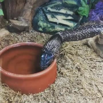 How Snakes Drink Thier Water