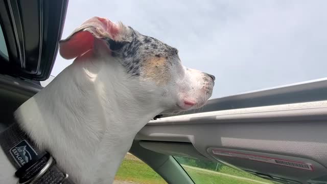 Cookie the Catahoula Leopard Dog