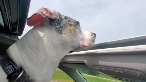 Cookie the Catahoula Leopard Dog