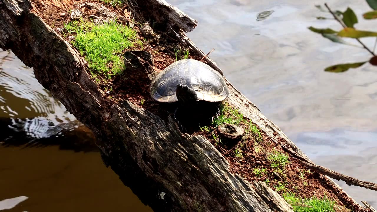 A Freshwater Turtle