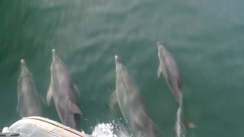 LNVT ICW Fall 2024 & Dolphins off Georgia