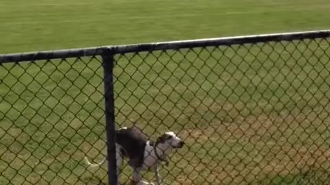 Dogs love to jump