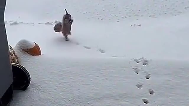 Circus tricks Stay out of the snow