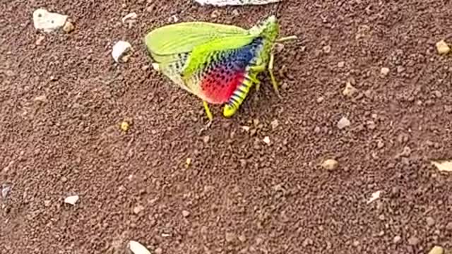 A Green Rainbow Grashopper - Nature Lovers