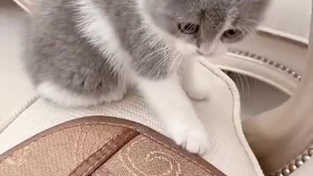 shorts cat meme -tik toks videos -2021--💘 - funny cat meow baby cute compilation -cat-cash home-