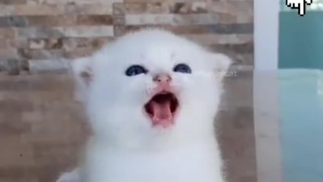 Cute Cat Laugh