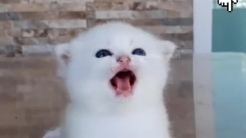 Cute Cat Laugh