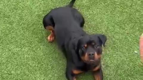 rottweiler whatsapp status