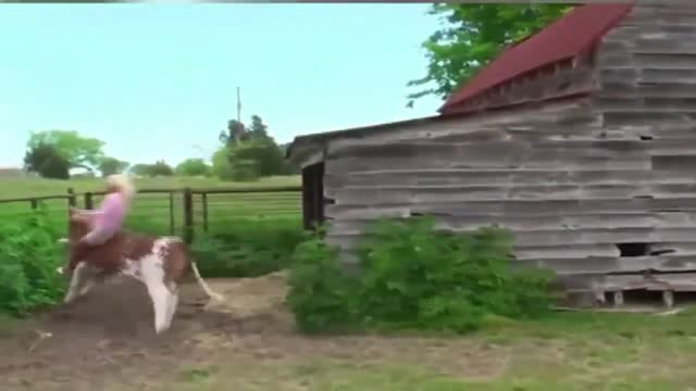 A Bull Drops Her toThe Ground