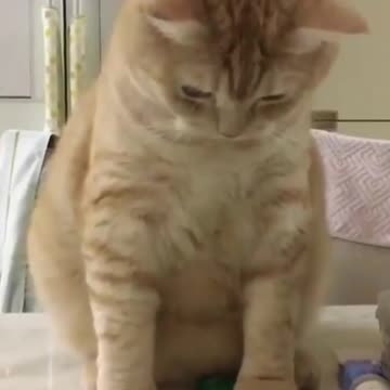 Playful and smart cat.