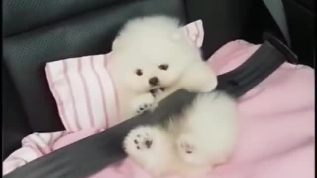 Puppy very excited to ride a car