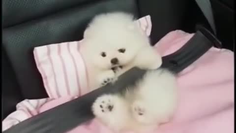 Puppy very excited to ride a car