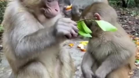 Funny monkey 🐒🐵