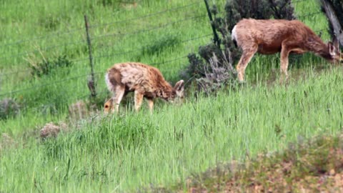 A herd of deer on the mountainside